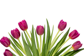 Lilac tulip flower on whitebackground.