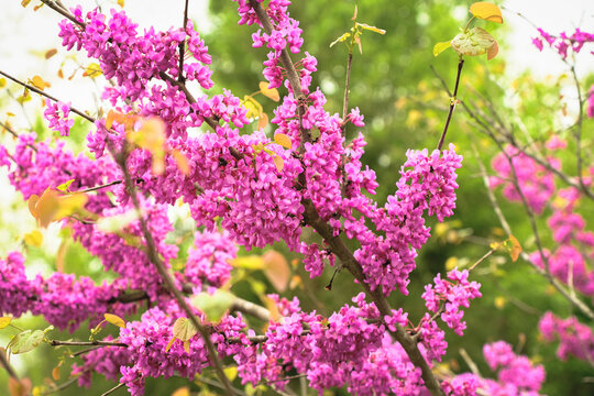 Branch of blooming redbud tree in spring in Midwest
