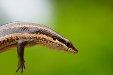 Close-up of Brazilian Marisora unimarginata, a lizard found in the rainforest near Tapajós river, Para state, Brazil.