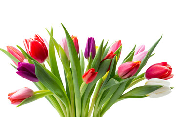 Tulips on the grey background.