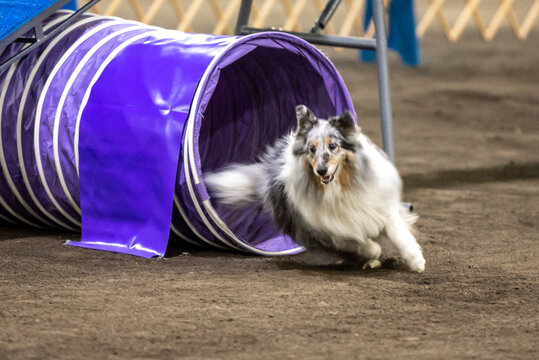 Dog Runs Through An Agility Course At An Indoor Show