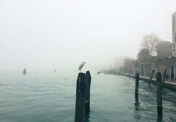 heron sitting on a pole on a foggy morning in venice
