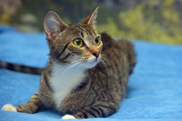 striped with white brown  cat on the couch