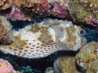 A Yellow-spotted Burrfish (Cyclichthys spilostylus) in the Red Sea