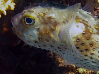 A Yellow-spotted Burrfish (Cyclichthys spilostylus) in the Red Sea