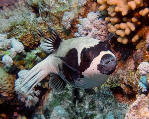 A Masked Puffer (Arothron diadematus) in the Red Sea, Egypt © Rob