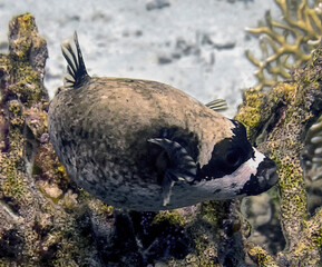 A Masked Puffer (Arothron diadematus) in the Red Sea, Egypt © Rob