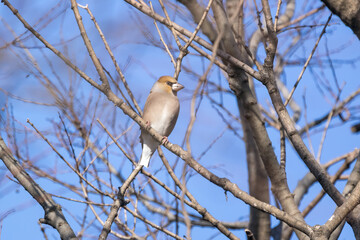 枝にとまるシメ