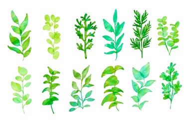 水彩画。水彩タッチで描いた緑の植物イラストセット。ハーブのイラストセット。ナチュラルテイストの植物素材。Watercolor painting. A set of green plant illustrations with a touch of watercolor. Illustration set of herb. Natural taste plant material.