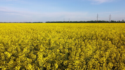 Obraz premium Aerial drone view flight. Flying over the rapeseed field during rapeseed flowers blooming on sunny day. Blooming rapeseed field close-up. Agriculture, agronomy, farming, husbandry, rual, country.