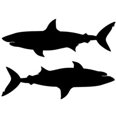 Black and white illustration of shark. Silhouette of a sea monster. Terrible bloodthirsty predator. A monster of the ocean depths