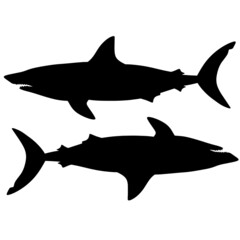Black and white illustration of shark. Silhouette of a sea monster. Terrible bloodthirsty predator. A monster of the ocean depths