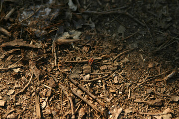 Red bug (cotton stainer) on the forest ground; macro