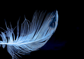 Feather, bird feather, artificial feather, painted feather falling and floating