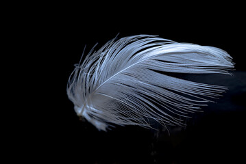 Feather, bird feather, artificial feather, painted feather falling and floating