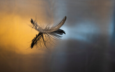 Feather, bird feather, artificial feather, painted feather falling and floating