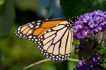 monarch butterfly on flower