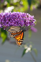 monarch butterfly on flower