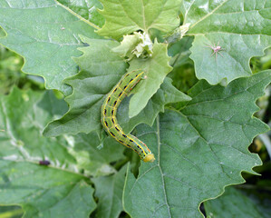 On the plant caterpillars butterfly xylena exsoleta