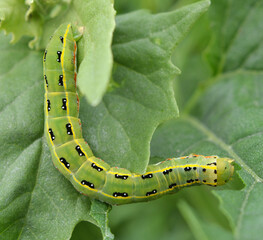 On the plant caterpillars butterfly xylena exsoleta