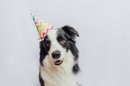 Happy Birthday party concept. Funny cute puppy dog border collie wearing birthday silly hat isolated on white background. Pet dog on Birthday day
