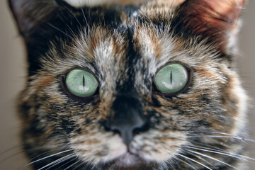 Cat with green eyes looks at camera. Close up of colorful pussycat. Pets and lifestyle concept. Domestic animal themes. Sun's rays illuminate kitten's fur.