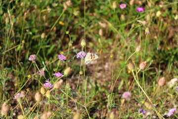 Painted lady butterfly and wildflowers in the meadow. Selective focus.