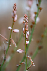 sunset in the portet of Sollana (Valencia-Spain)