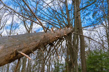 An old trunk of a fallen tree with sharp knots slopes down into the blue sky with white clouds. Side view