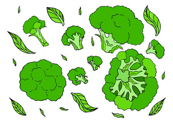 Broccoli edible cabbage vegetarian food. Vector vegan, organic raw veggies, uncooked broccoli. Flowering head and stalk eaten as ripe vegetable. Broccoli cabbage doodle set on white background.