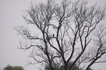 birds, flying, resting, birds, birds flying over a lake, flocks, fauna, wings, flight, pechar, feathers, buzzard, eagle,
