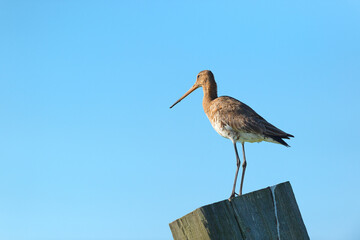 black-tailed godwit in water