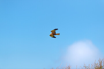 Eagle in the air