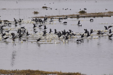 birds, flying, resting, birds, birds flying over a lake, flocks, fauna, wings, flight, pechar, feathers, buzzard, eagle,
