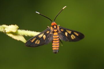 little butterfly in the garden, indonesia