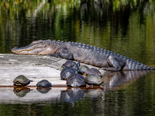 american alligator sleeping on a floating platform in a pond surrounded by turtles