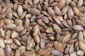 Fresh raw caught mussels on sale at fish market. Seafood pattern