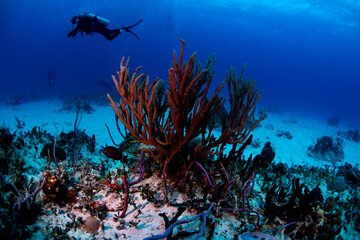 Obraz na płótnie Canvas scuba diver and coral reef