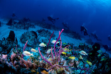 Fototapeta na wymiar Purple rope sponges with tropical fish and divers