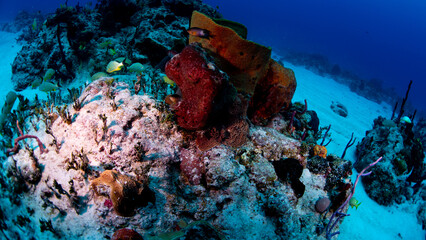 Fototapeta na wymiar Tropical fish swimming near a barrel sponge
