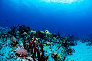 Plakat coral reef and diver
