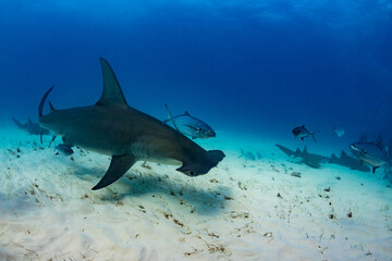 Hammerhead shark swimming over the reef 