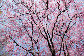 桜のカーテン　花模様