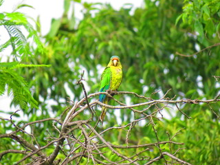 nests with eggs, colored birds, parakeets, birds, flying, resting, birds, birds flying over a lake, flocks, fauna, wings, flight, pechar, feathers, buzzard, eagle,
