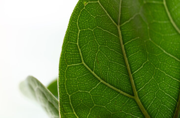Green Leaf on Black Background. Look and feel of Tropical Forest and Nature