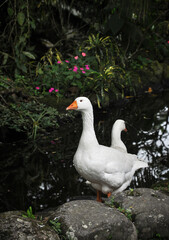 two white geese near a small lake