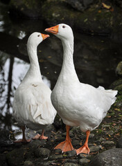 two white geese near a small lake