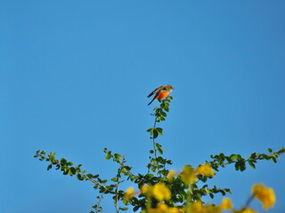 nests with eggs, colored birds, parakeets, birds, flying, resting, birds, birds flying over a lake, flocks, fauna, wings, flight, pechar, feathers, buzzard, eagle,

