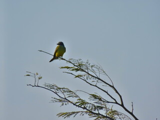 nests with eggs, colored birds, parakeets, birds, flying, resting, birds, birds flying over a lake, flocks, fauna, wings, flight, pechar, feathers, buzzard, eagle,
