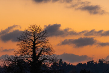 Fototapeta na wymiar Arbre en silhouette, ciel et nuages au coucher du soleil